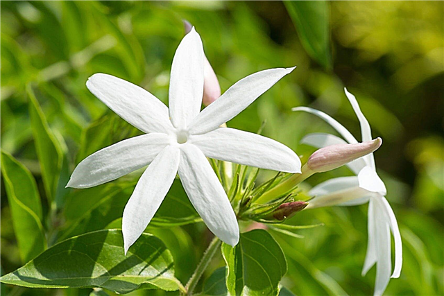 Jasmine-plantetyper: Almindelige sorter af jasmineplanter