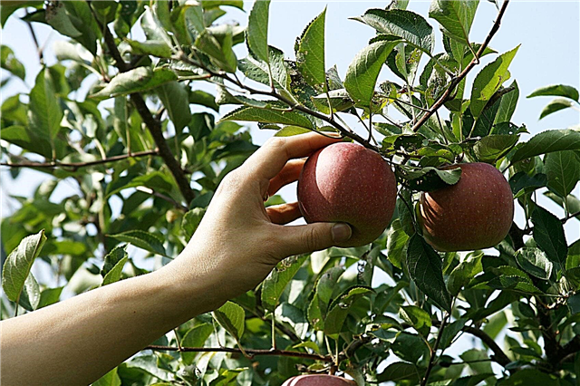 Consejos para cosechar manzanas y almacenar manzanas después de la cosecha