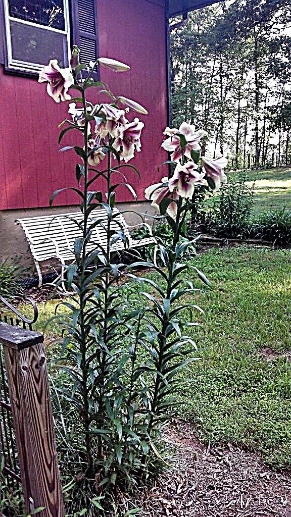 Oriental Tree Lily Care: Maklumat Mengenai Tumbuh Mentol Lily Pokok