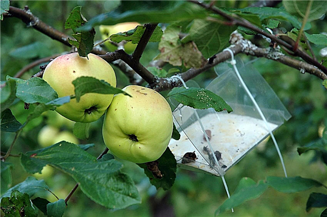 Mantener las plagas fuera de los manzanos: plagas comunes de insectos que afectan a las manzanas