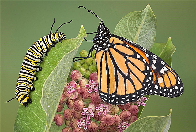 Aktivnosti metuljev za otroke: vzgoja gosenic in metuljev