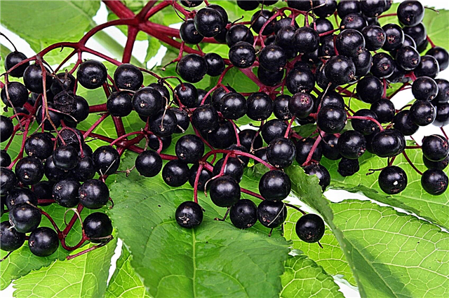 Μπορείτε να μεγαλώσετε ένα Elderberry σε μια κατσαρόλα: Συμβουλές για την καλλιέργεια Elderberry σε δοχεία