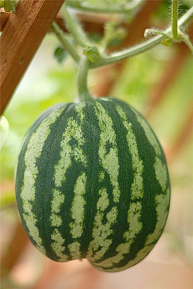 Vannmelon Vine Support: tips for dyrking av vannmelon på en spalte