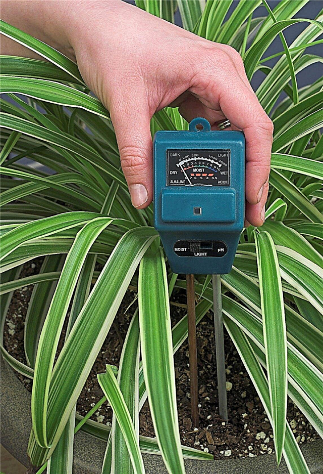اختبار رطوبة النباتات: كيفية قياس رطوبة التربة في النباتات