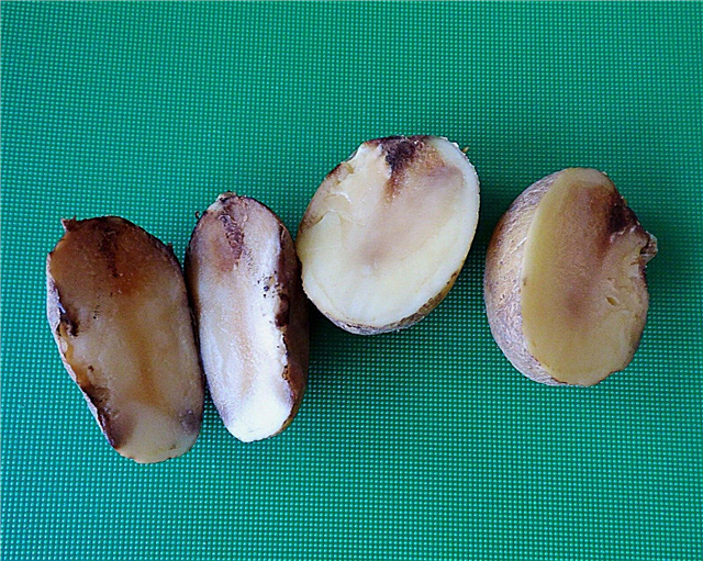 Podridão macia de batata: Dicas para gerenciar a podridão macia bacteriana de batatas