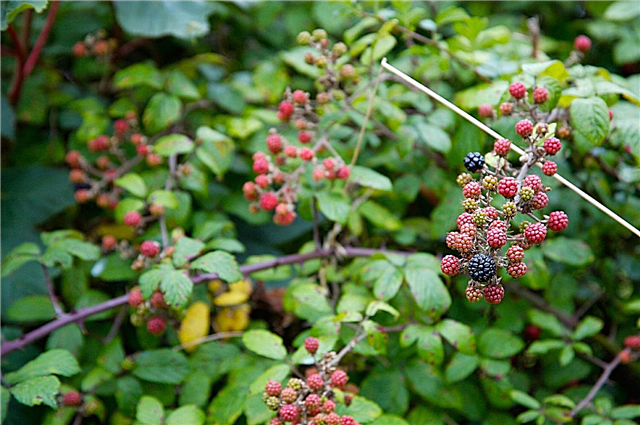 O que os Blackberries são invasivos: Como controlar as plantas de Blackberry