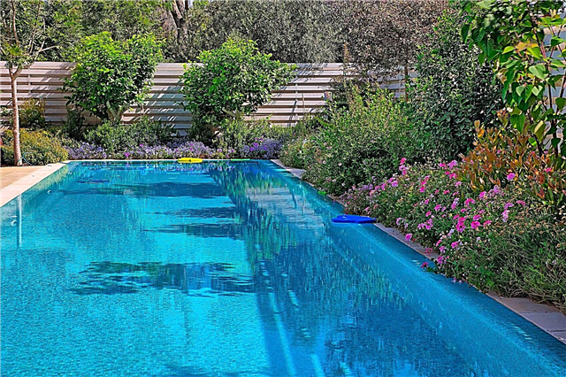 Informations sur les plantes au bord de la piscine: conseils pour planter autour des piscines