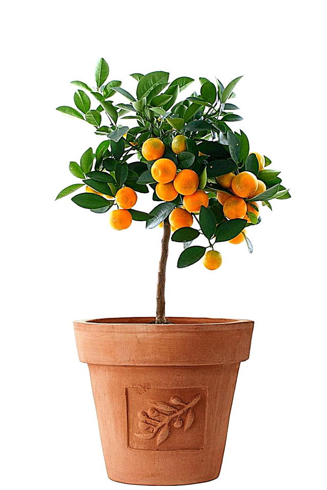 オレンジツリーコンテナーケア：ポットでオレンジを育てることができます