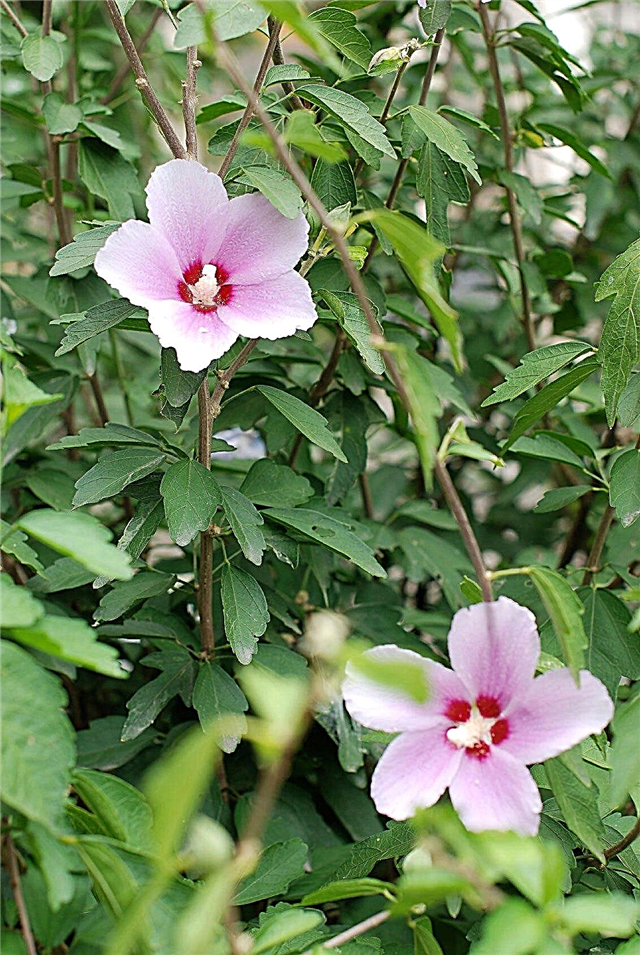 Déplacement des plantes d'hibiscus: conseils pour la transplantation d'hibiscus