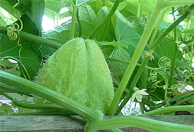 אודות צמחי צ'יאוט: טיפים לגידול ירקות צ'יאוט