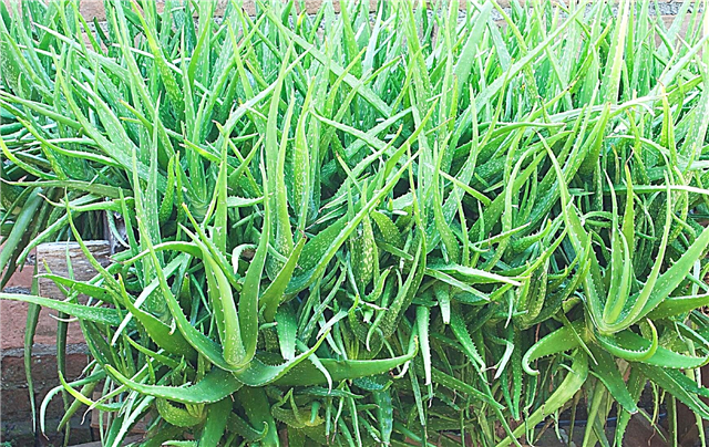 Dışarıda Aloe Büyüyor: Dışarıda Aloe Büyüyebilir misiniz