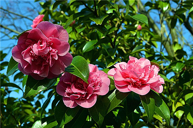 Camellia műtrágya információ: mikor és hogyan kell megtermékenyíteni a kaméliákat