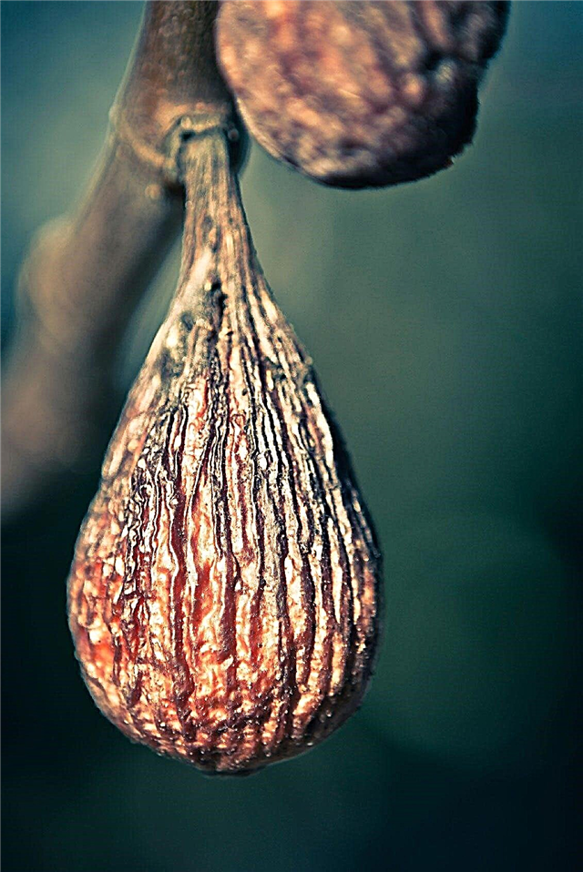 Fruit de figuier momifié: que faire pour les fruits de figue secs sur les arbres