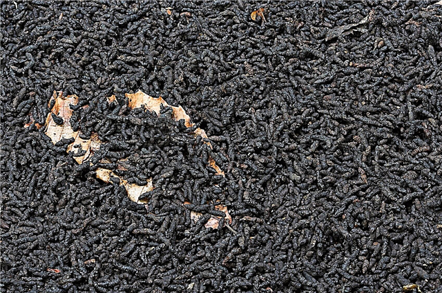 Ceai de compost pentru băi de gunoi: folosirea ceaiului de guano bat în grădină