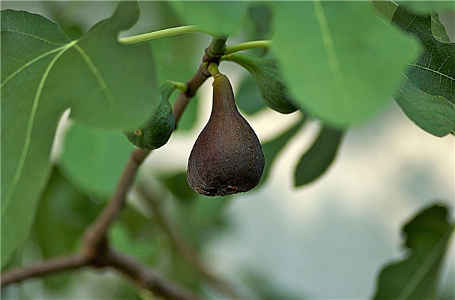 Figue aux petits fruits: pourquoi mes figues sont-elles trop petites