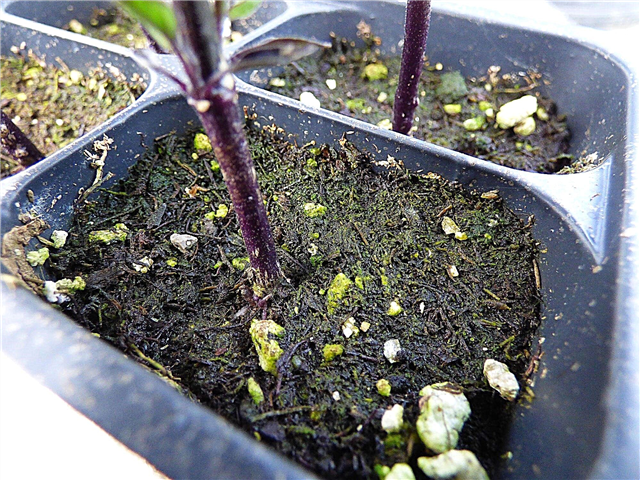 Algues sur la surface du sol des semences: Comment se débarrasser des algues sur le sol de semis
