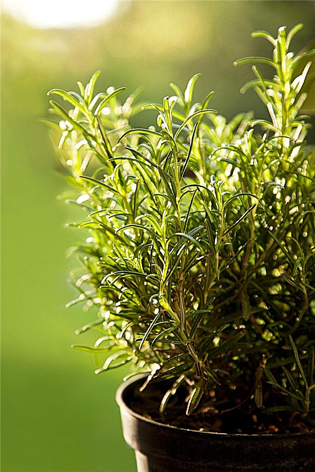 Herbal Pot Rosemary: Merawat Rosemary yang Ditumbuhkan Dalam Wadah