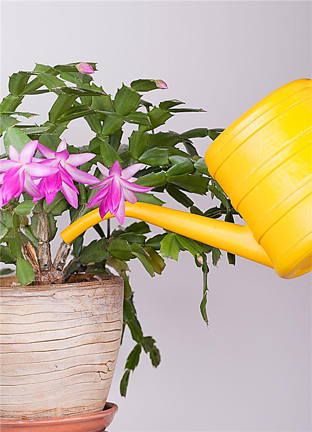 ¿Se puede salvar una planta de cactus de Navidad regada?