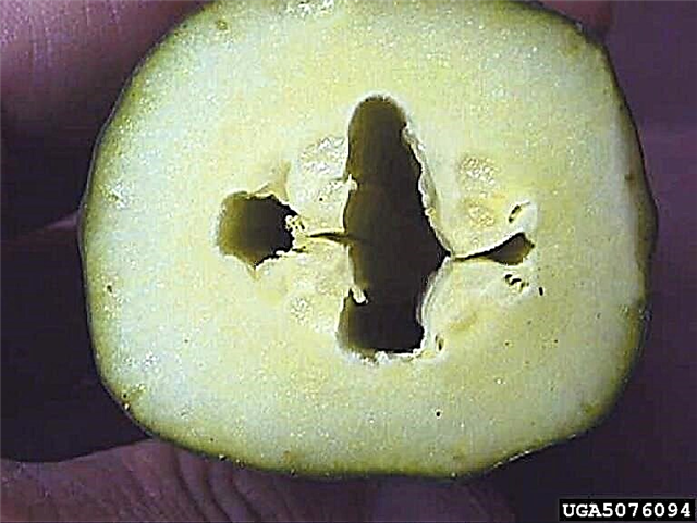 Cœur creux de concombre: raisons pour lesquelles le concombre est creux au milieu