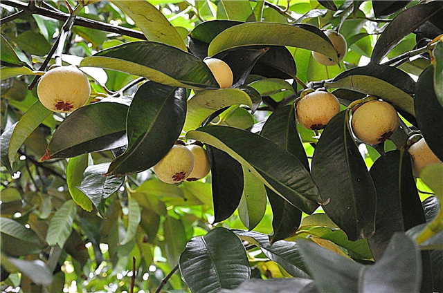 Kas yra mangosteenas: kaip auginti mangosteen vaismedžius