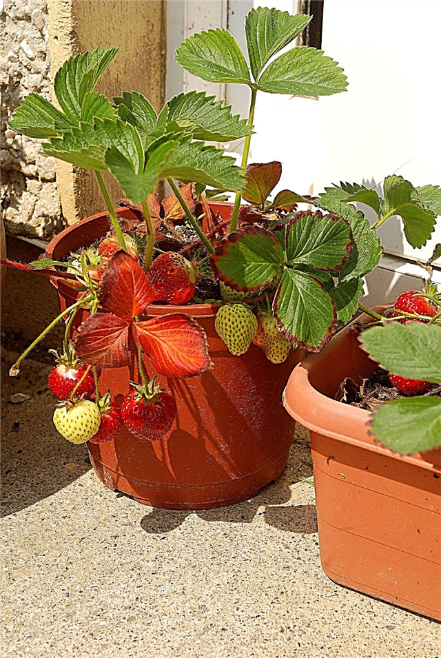 Anbau von Erdbeeren in Behältern: Wie man Erdbeeren in einem Topf anbaut