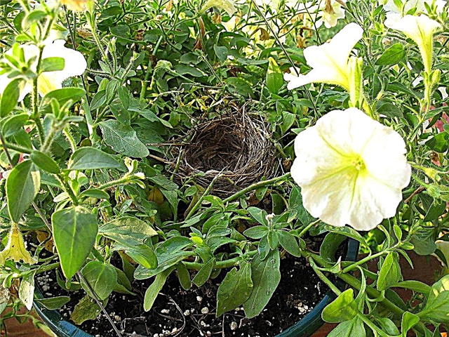 Planta colgante con pájaros: qué hacer para los pájaros en cestas colgantes