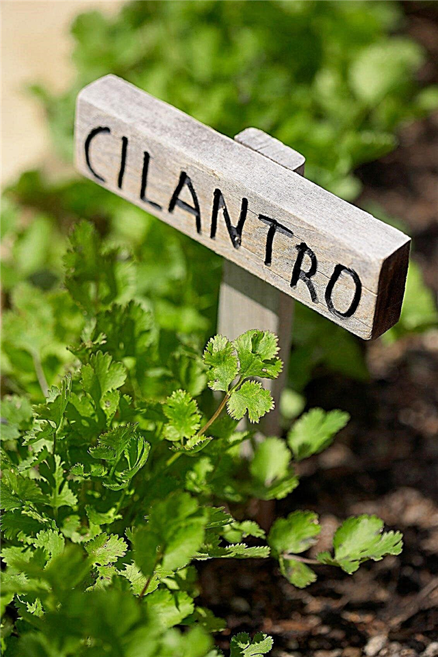 Cilantro con sabor a jabón: ¿Por qué el cilantro sabe a jabón?