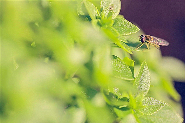 Basilika växter och flugor: Håller Basil flugor borta?