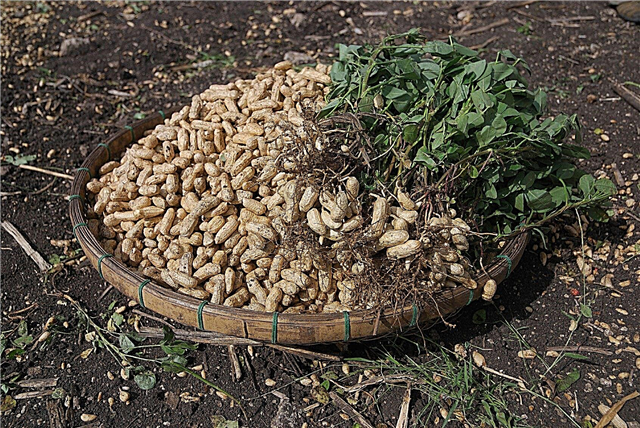 Armazenamento de amendoim: Aprenda sobre a cura pós-colheita de amendoim