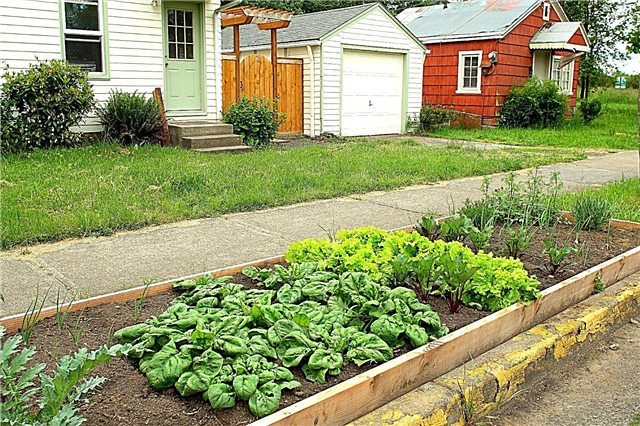 Pisoteo y robo de plantas en jardines: cómo proteger las plantas de los extraños