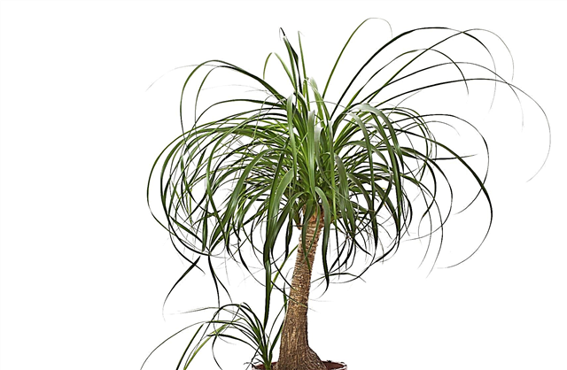 Taille des palmiers en queue de cheval: pouvez-vous couper les plantes de palmier à queue de cheval