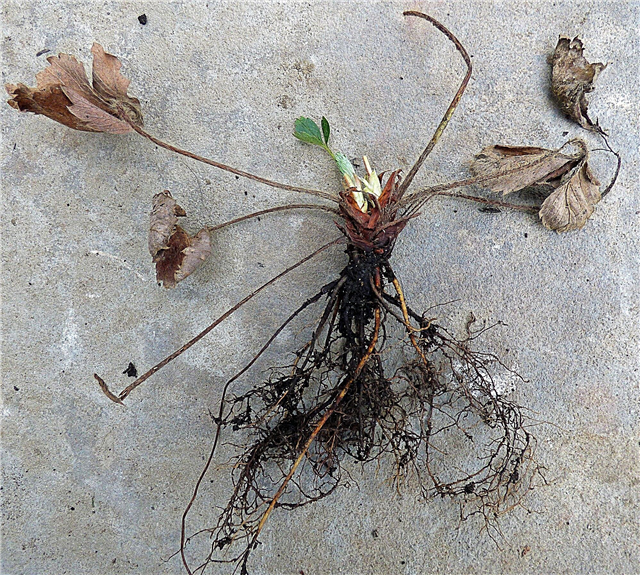Naučte se, jak ukládat a pěstovat holé kořeny jahod