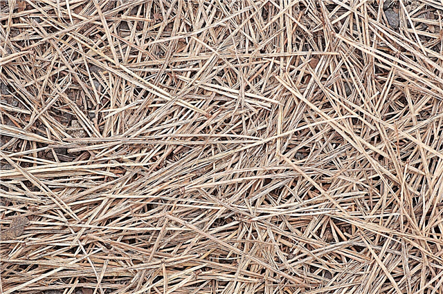 Consejos sobre el uso de paja de pino para mantillo de jardín