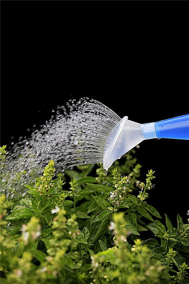 Consigli per l'irrigazione del basilico: irrigazione adeguata per le piante di basilico