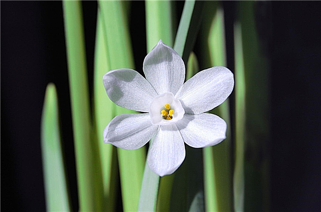 Can Paperwhite Flowers Rebloom: Consejos para lograr que Paperwhite vuelva a florecer