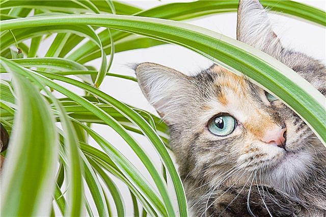 Plantas y gatos araña: ¿Por qué los gatos comen hojas de plantas araña y puede ser dañino?