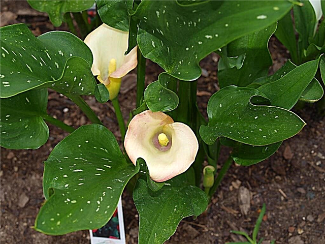 Calla-Lilien umpflanzen: Wie man Calla-Lilien nach draußen umpflanzt