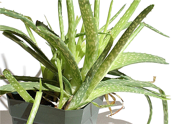 Können Sie eine Aloe-Pflanze teilen: Tipps zum Teilen von Aloe-Pflanzen