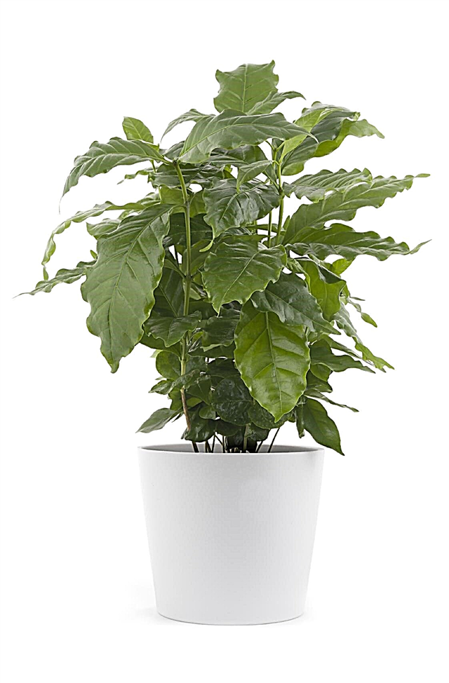Taille des plants de café à l'intérieur: comment tailler un plant de café
