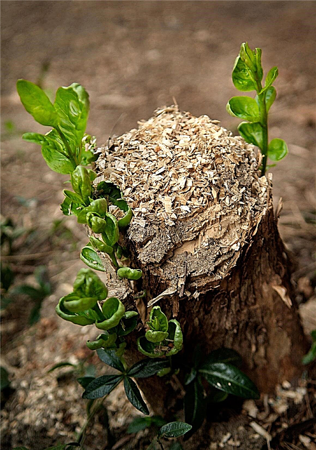 My Tree Stump is Growing Back: How To Kill A Zombie Tree Stump