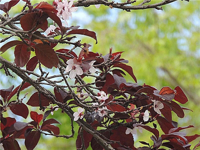 Starostlivosť o rastliny piesku Cherry: Ako pestovať listovú čerešňu z fialového listu