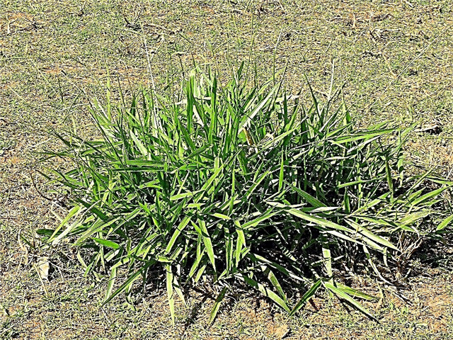Broadleaf Signalgrass Weeds - Aprenda sobre el control de Signalgrass