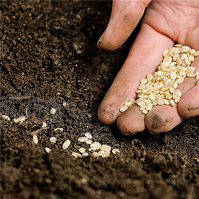 Thông tin hạt giống hữu cơ: Sử dụng hạt giống vườn hữu cơ