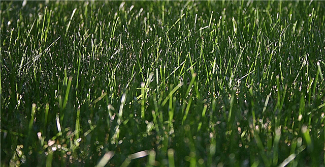 Брига о травњаку плавооке у Кентуцкију: савети за садњу кентуцки плаве траве