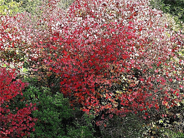 حول أشجار كاتسورا اليابانية: كيف تعتني بشجرة كاتسورا