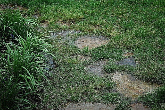 المطر المفرط على النباتات: كيفية البستنة في الأرض الرطبة
