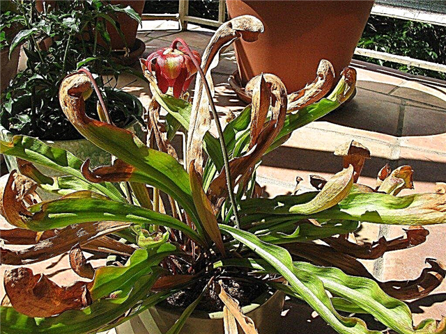 Browning Pitcher Plant: Why a Pitcher Plant postane rumen ali rjav