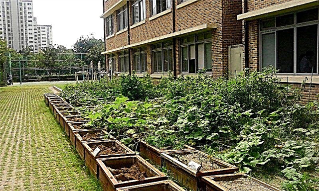 Kas yra mokyklos sodas: kaip pradėti kurti sodą mokykloje