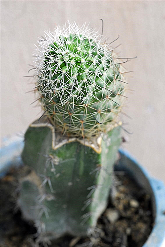 Pfropfkaktuspflege: Tipps zum Pfropfen von Kaktuspflanzen
