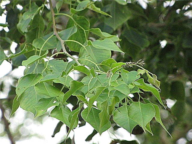 Informações sobre árvores Sissoo: Aprenda sobre as árvores Sissoo Dalbergia